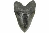 Serrated, 6.08" Fossil Megalodon Tooth - 50 Foot Shark! - #203029-1